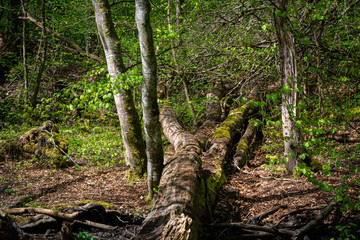 Beautiful forest scenery in a national park in Scania, southern Sweden