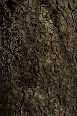 pine tree bark texture