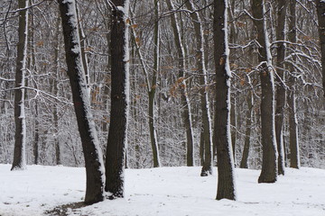 snow covered trees and branches with orange leaves