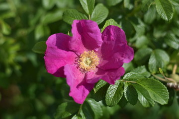 Blühende Kartoffel-Rose (Rosa rugosa)