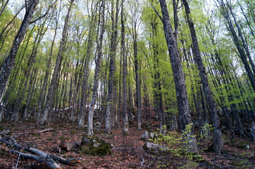 trees in the forest, beech forest