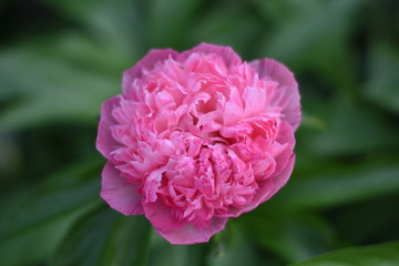 Obraz premium Blühende Pfingstrose (Paeonia)