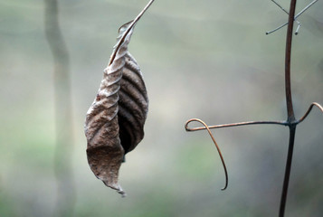 Close-up shot of a dry leaf, extremely blurred background