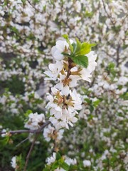 White flowers on a branch of cherry