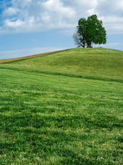 Trees in Neuheim, Switzerland
