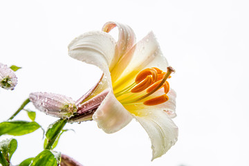 Königs-Lilie © MorePictures