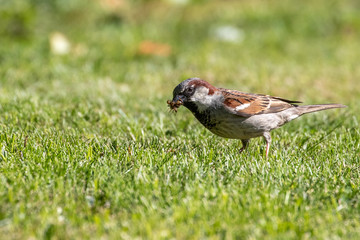 Haussperling, Spatz