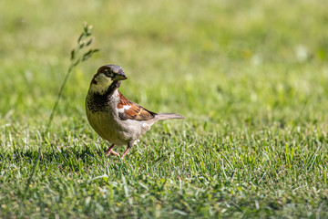 Haussperling, Spatz