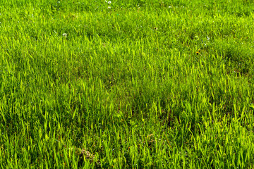Spring, background from bright green grass, with morning dew with sunlight