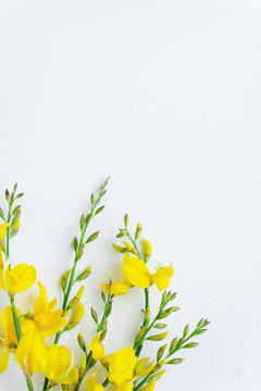 Yellow blossom gorse on the white background. Flat lay floral themes, space for text
