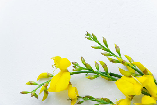 Yellow blossom gorse on the white background. Flat lay floral themes, space for text