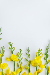 Yellow blossom gorse on the white background. Flat lay floral themes, space for text