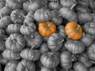 Fototapeta na wymiar colored pumpkins in a box of black and white pumpkins