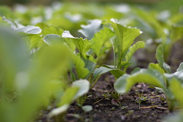 Radieschen im Gemüsebeet