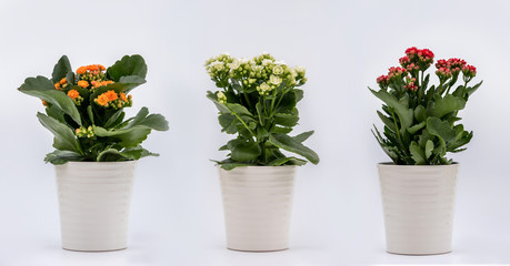 Three Houseplant - Flaming Katy with Orange Yellow flowers, White flowers and Red flowers in flowerpots on white background - each shot separately