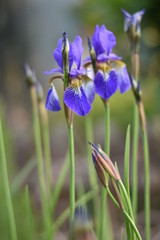 Blühende Schwertlilie (Iris)