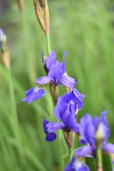Blühende Schwertlilie (Iris)