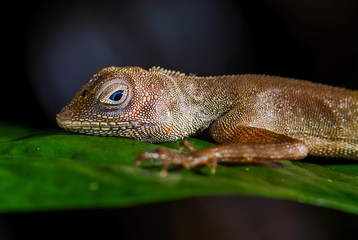 Dusky Earless Agama - Aphaniotis fusca, small blue eye agama from Southeast Asia forests and woodlands,  Mutiara Taman Negara, Malaysia.