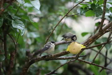 mésange bleue