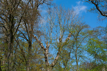 Obraz premium Beautiful forest scenery in a national park in Scania, southern Sweden