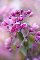 close up of pink flowers