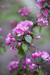 Obraz premium pink apple blossom