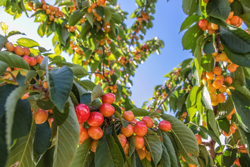 Saftige, reife Kirschen an Kirschbaum