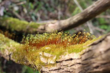 木の枝の上で群生する苔の花（胞子体）