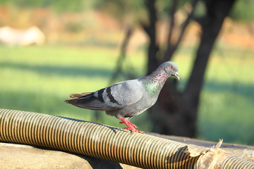 walks pigeon on water pipe