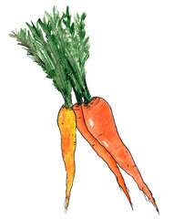 Hand-drawn watercolor illustration of carrots. A bunch of vegetables on a white background