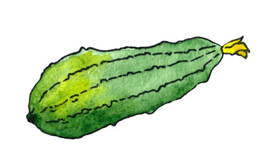 Hand-drawn watercolor illustration of cucumber. Vegetable on a white background