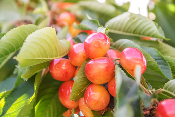 Saftige, reife Kirschen an Kirschbaum