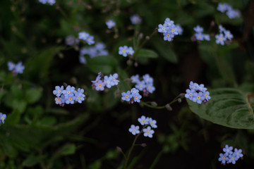 forget me not flower