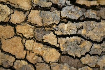 Brown tree nature texture background