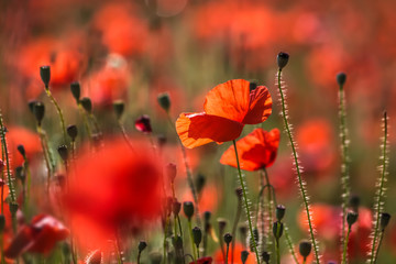 Obraz premium Mohnblumen
