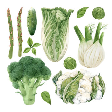 Beautiful set with watercolor hand drawn green vegetable paintings. Stock illustration.