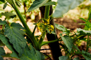 Growing organic tomatoes in the garden