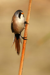 Male of Bearded reedling on the vegetation of a lagoon, Panurus biarmicus