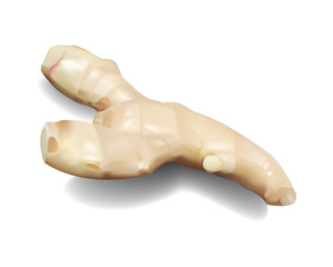 生姜　アイコン　影と本体は分離でき、どんな背景に配置しても良く映える