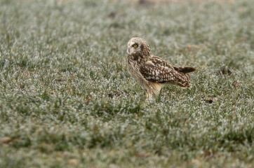 Short-eared owl with the first lights of a cold winter morning, Asio flammeus