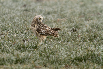 Short-eared owl on a winter morning with the frozen fields, Asio flammeus