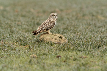 Short-eared owl with the first lights of a cold winter morning, Asio flammeus