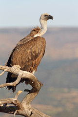 Griffon vulture with the first lights of the morning, Gyps fulvus