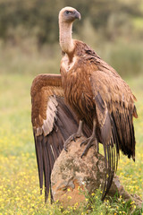 Griffon vulture with the first lights of a rainy day, Gyps fulvus