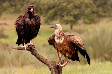 Black and Griffon vultures with the first lights of the morning, Gyps fulvus, Aegypius monachus