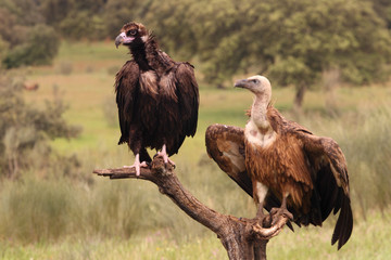 Black and Griffon vultures with the first lights of the morning, Gyps fulvus, Aegypius monachus