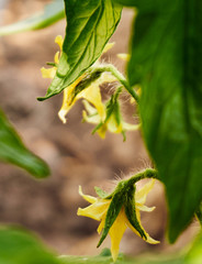 Growing organic tomatoes in the garden
