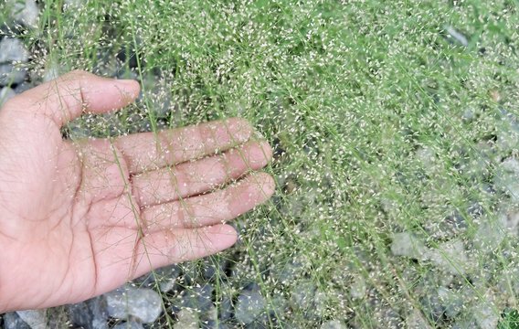 Hand Holding Bermuda Grass with Little Flowers