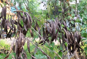 Brown Dried Teak or White Popinac Pods