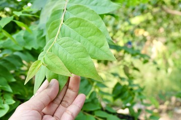 Hand Holding Star Gooseberries Leaves on Tree